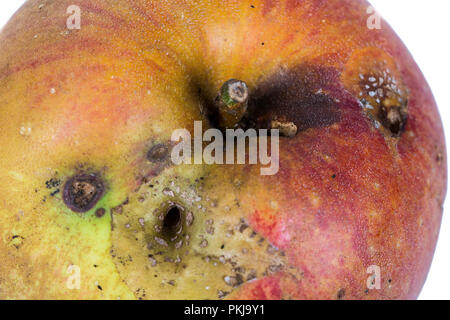 Close-up plate trace de carpocapse Cydia pomonella, dans un wormy apple. Sur fond blanc. Place d'écrire Banque D'Images