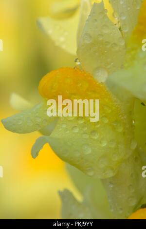 Plan macro sur une fleur linaire vulgaire (Linaria vulgaris) couverts dans les gouttelettes d'eau Banque D'Images