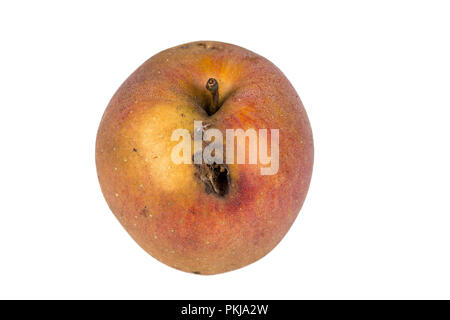 Plate trace de carpocapse Cydia pomonella, dans un wormy apple. Sur fond blanc. Place d'écrire Banque D'Images