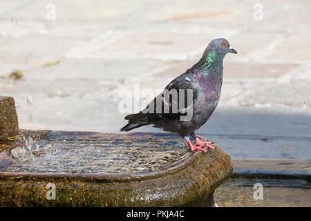 Pigeon biset Columba livia,, sur une fontaine d'eau, Murano, en Italie. Également appelé wood pigeon et pigeon commun. Close up feather détail Banque D'Images