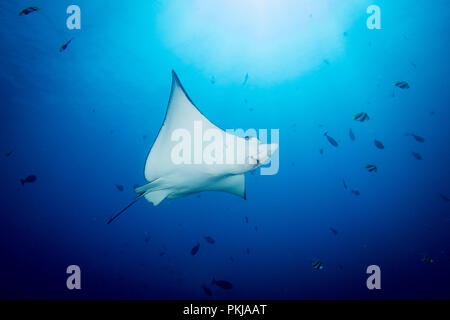 Un adulte eagle ray - Aetobatus ocellatus - nage en eau bleu clair sous le soleil. Prises dans le Parc National de Komodo, en Indonésie. Banque D'Images