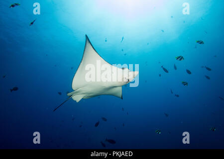 Un adulte eagle ray - Aetobatus ocellatus - nage en eau bleu clair sous le soleil. Prises dans le Parc National de Komodo, en Indonésie. Banque D'Images