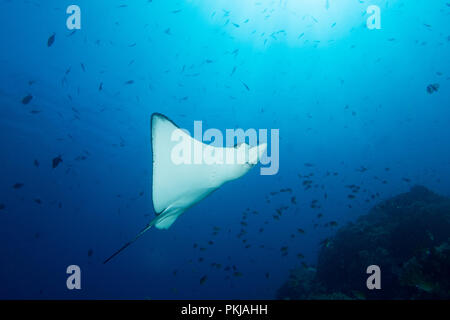 Un adulte eagle ray - Aetobatus ocellatus - nage en eau bleu clair sous le soleil. Prises dans le Parc National de Komodo, en Indonésie. Banque D'Images