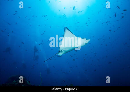 Un adulte eagle ray - Aetobatus ocellatus - nage en eau bleu clair sous le soleil. Prises dans le Parc National de Komodo, en Indonésie. Banque D'Images