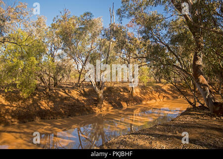 L'eau boueuse de Blackwater Creek cerné par de grands eucalyptus et sous ciel bleu près de l'outback australien à distance ville de Adavale, Queensland Banque D'Images