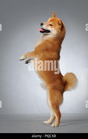 Cute Shiba Inu Banque D'Images