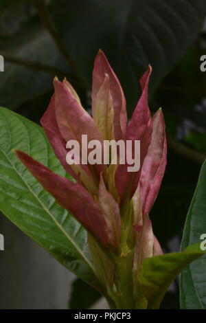 Une fleur rouge Banque D'Images