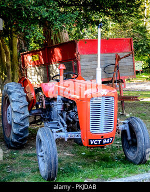 Vieux tracteur Massey Ferguson Banque D'Images