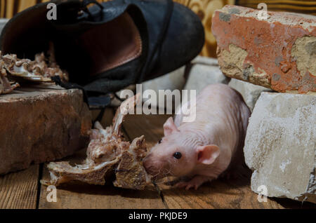 Un rat ronge les os de la viande. Banque D'Images