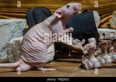 Un rat ronge les os de la viande. Banque D'Images