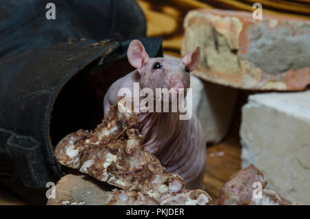 Un rat ronge les os de la viande. Banque D'Images