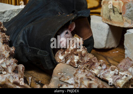 Un rat ronge les os de la viande. Banque D'Images