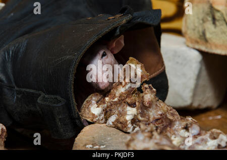 Un rat ronge les os de la viande. Banque D'Images