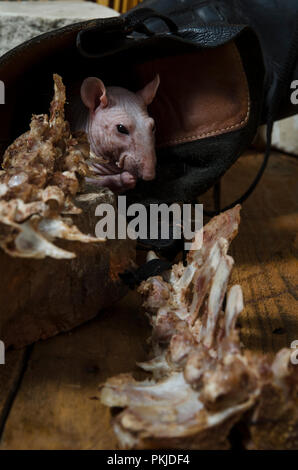 Un rat ronge les os de la viande. Banque D'Images