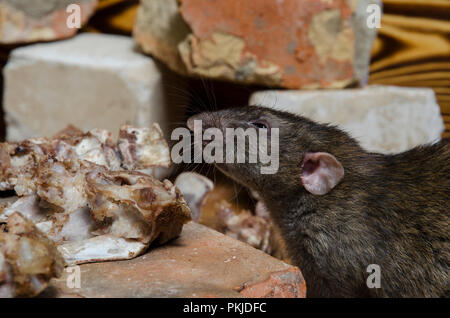 Un rat ronge les os de la viande. Banque D'Images