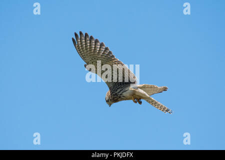 Kestrel planant, chasse (Falco tinnunculus) contre un ciel bleu Banque D'Images