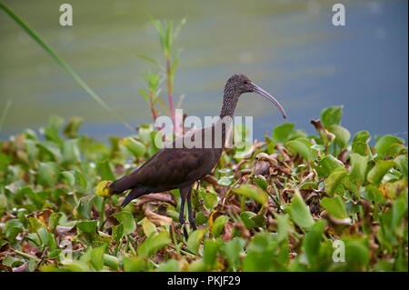 Ibis à face blanche Plegadis chihi (non) en plumage nuptial, en quête de jacinthes d'eau le long du bord du lac Chapala, Jalisco, Mexique, Jocotopec Banque D'Images