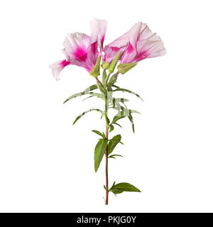 Godetia fleur isolée. Une succursale de belle rose et violet fleurs de printemps Banque D'Images