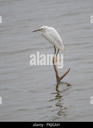 Une Aigrette neigeuse Egretta, THULE, perché sur une branche qui dépasse de la surface d'un lac. Banque D'Images