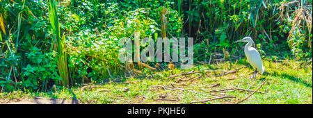 Couleur blanc brillant petit oiseau héron dans un parc forestier vert paysage paysage Banque D'Images