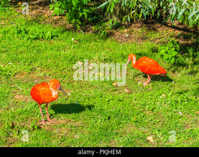 Deux beaux oiseaux colorés ibis rouge rouge debout dans l'herbe Banque D'Images