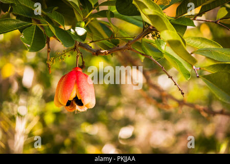 L'ackee pod sur un arbre Banque D'Images