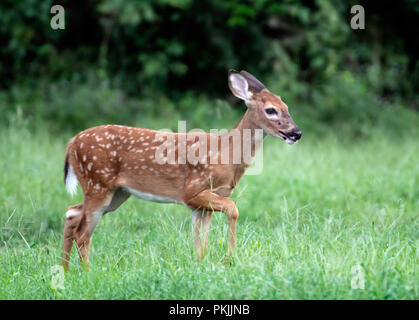 Un cerf de Virginie Odocoileus virginianus, fauve, des mesures de prudence hors de couverture épaisse. Banque D'Images