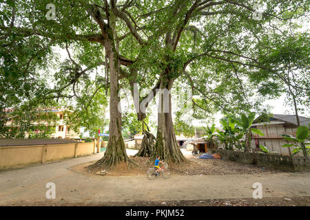 Les enfants dans le village avec des bicyclettes sous les arbres banyan à Bac fils district, Province de Lang Son, Vietnam Banque D'Images