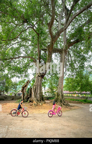 Les enfants dans le village avec des bicyclettes sous les arbres banyan à Bac fils district, Province de Lang Son, Vietnam Banque D'Images