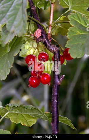 Vue rapprochée sur une grappe de groseilles rouges mûres baies, suspendu à une branche et entouré des feuilles vertes Banque D'Images