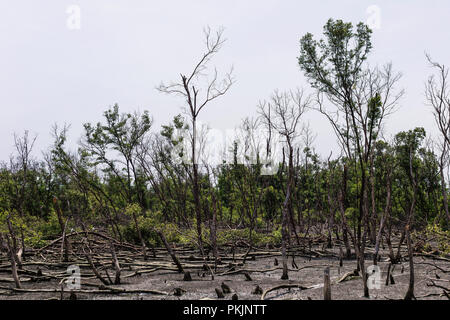 Les marécages et les vieux arbres morts. Se sentir horrible horrible atmosphère. Banque D'Images