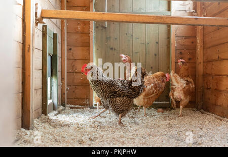 Cuckoo Maran et retraités poules de batterie dans leur nouvelle gamme libre poulailler au Pays de Galles. Banque D'Images