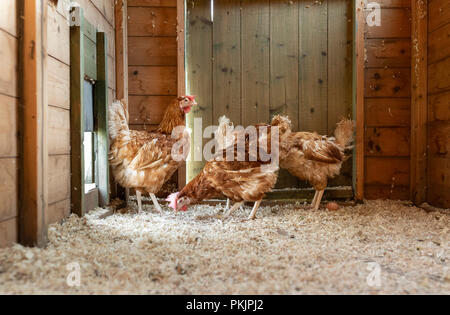 Poules de batterie à la retraite dans leur nouvelle gamme libre poulailler au Pays de Galles. Banque D'Images