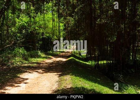 Chemin de terre et encombré racines d'un arbre banyan. Banque D'Images