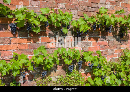 Grapes growing dans un jardin clos à l'abri dans le Royaume-Uni. Banque D'Images