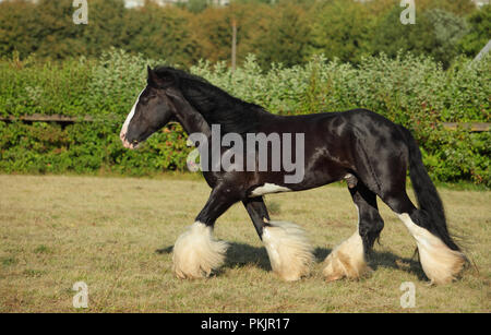 Projet de Shire Horse stallion fonctionne sur le pré en soirée vers le bas Banque D'Images