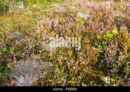 Early Misty morning gouttes de rosée sur la montagne sauvage pré herbeux avec lilas sauvages fleurs de bruyère et d'araignée. Banque D'Images