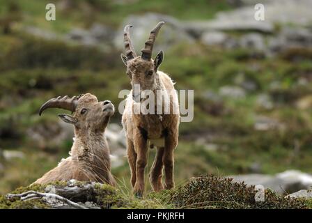 Un portrait de deux jeunes bouquetin (Capra ibex). Parc National du Gran Paradiso Banque D'Images