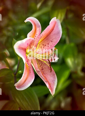 'Stargazer' Lily Oriental. Banque D'Images