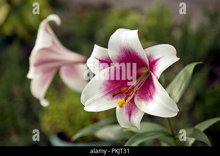 'Stargazer' Lily Oriental. Banque D'Images