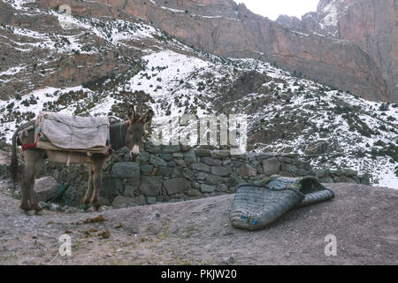 Âne dans les montagnes marocaines Banque D'Images