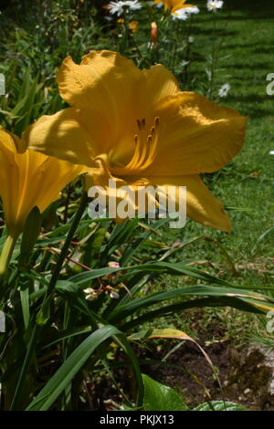 Un lis jaune dans mon jardin. Banque D'Images