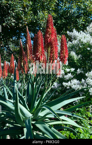Sydney, Australie, la floraison des plantes d'aloès red hot poker Banque D'Images