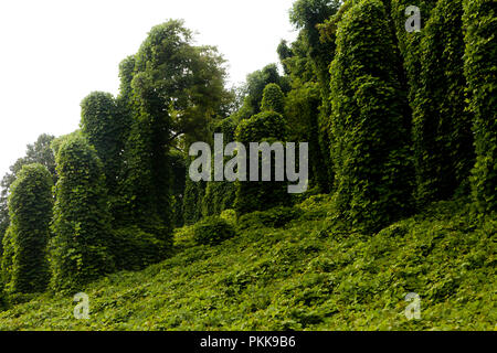 Kudzu, aka l'arrowroot japonaise (Pueraria montana), croissant sur les arbres - New York USA Banque D'Images