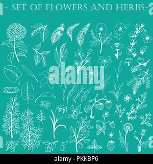 Ensemble de fleurs dessinées à la main. Dessin au trait. Illustration de Vecteur