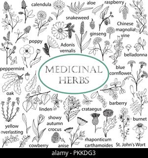 Ensemble d'illustrations dessinées à la main et d'herbes médicinales. Noir et blanc de doodles. Illustration de Vecteur