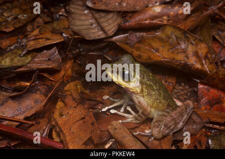 Un Torrent de montagne (Meristogenys kinabaluensis grenouille) sur le sol de la forêt dans le Parc de Kinabalu, Sabah, Malaisie Orientale, Bornéo Banque D'Images