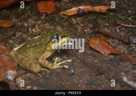 Un Torrent de montagne (Meristogenys kinabaluensis grenouille) sur le sol de la forêt dans le Parc de Kinabalu, Sabah, Malaisie Orientale, Bornéo Banque D'Images