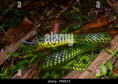 Un Smith's Mountain Pit Viper (Trimeresurus malcolmi) dans le Parc National du Mont Kinabalu, Sabah, Malaisie Orientale, Bornéo Banque D'Images