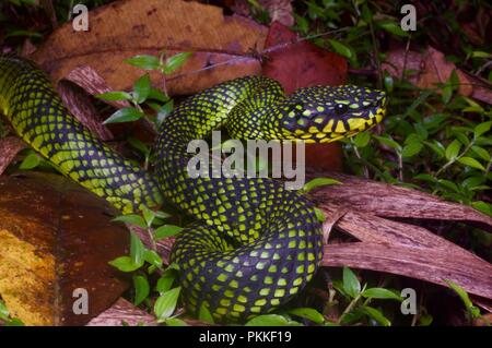 Un Smith's Mountain Pit Viper (Trimeresurus malcolmi) dans le Parc National du Mont Kinabalu, Sabah, Malaisie Orientale, Bornéo Banque D'Images